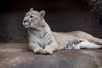 Portrait of Beautiful Puma. Cougar, mountain lion, puma, panther, striking pose, scene in the woods, wildlife America