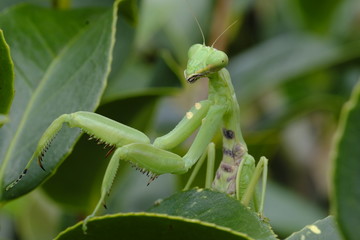 Praying mantis hawaii