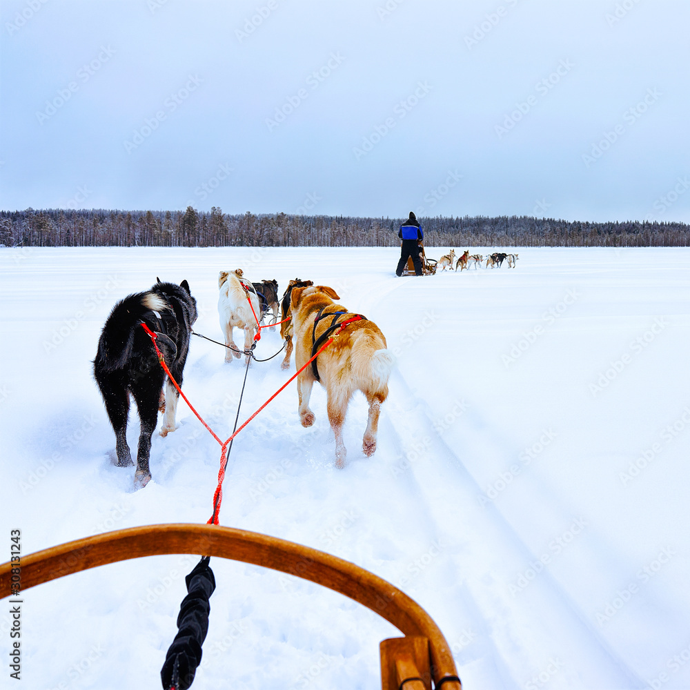 Wall mural Man with Husky family dog sled in winter Rovaniemi of Finland of Lapland. People and Dogsled ride in Norway. Animal Sledding on Finnish farm, Christmas. Sleigh. Safari on sledge and Alaska landscape.