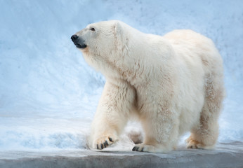 Polar bear walking