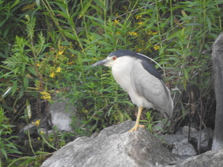 black capped night heron