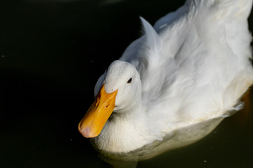 White heavy  pekin ducks looking for food