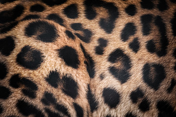Amur leopard fur texture closeup