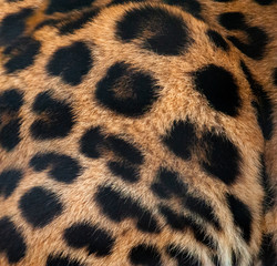far eastern leopard fur texture closeup