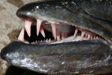 Dents de barracuda