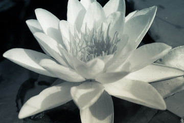 Water lilies in pond