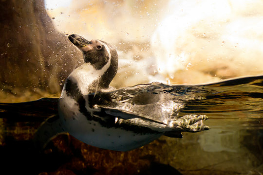 penguin