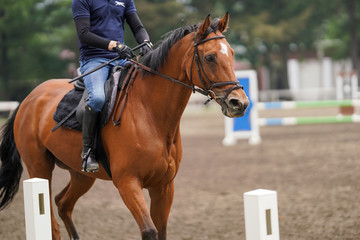 Fototapeta premium 馬術