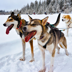 Husky family dog sled in winter Rovaniemi of Finland of Lapland. Dogsled ride in Norway. Animal Sledding on Finnish farm after Christmas. Fun on sleigh. Safari on sledge and Alaska landscape.