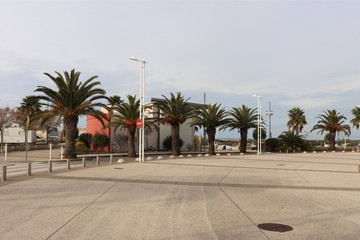 Palmiers sur le parvis de la Fe Di Biou dans le village Le Grau du Roi - Département du Gard - Languedoc Roussillon - Région Occitanie - France © ERIC