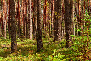 Obraz premium tree trunks in a pine forest on a sunny day