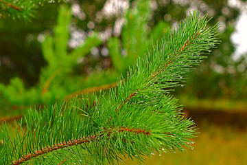 Green pine branch with raindrops. close-up