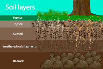 Soil layers. Diagram for layer of soil. Soil layer scheme with grass and roots, earth texture and stones. Cross section of humus or organic and underground soil layers beneath. Vector illustration - obrazy, fototapety, plakaty
