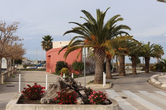 Palmiers sur le parvis de la Fe Di Biou dans le village Le Grau du Roi - D&eacute;partement du Gard - Languedoc Roussillon - R&eacute;gion Occitanie - France