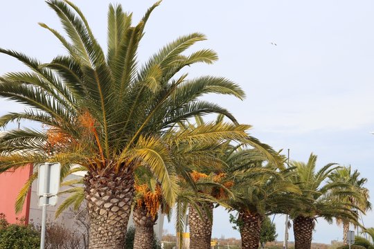 Palmiers sur le parvis de la Fe Di Biou dans le village Le Grau du Roi - D&eacute;partement du Gard - Languedoc Roussillon - R&eacute;gion Occitanie - France