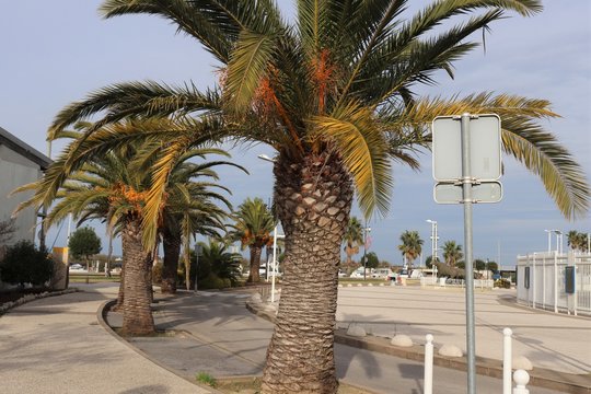 Palmiers sur le parvis de la Fe Di Biou dans le village Le Grau du Roi - D&eacute;partement du Gard - Languedoc Roussillon - R&eacute;gion Occitanie - France