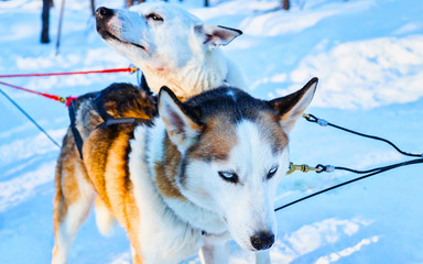 Husky family dog sled in winter Rovaniemi of Finland of Lapland. Dogsled ride in Norway. Animal Sledding on Finnish farm after Christmas. Fun on sleigh. Safari on sledge and Alaska landscape.
