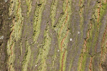 bark on tree