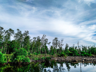 mangrove forests