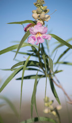 Desert Willow Bloom