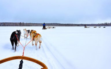 Man with Husky family dog sled in winter Rovaniemi of Finland of Lapland. People and Dogsled ride in Norway. Animal Sledding on Finnish farm, Christmas. Sleigh. Safari on sledge and Alaska landscape.