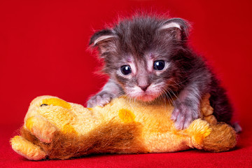 Adorable cute maine coon kitten on red background in studio, isolated.