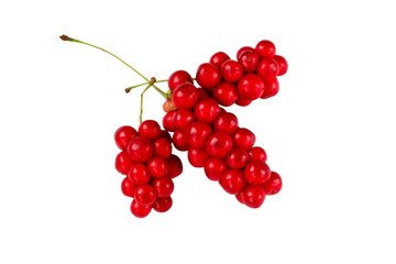 Schisandra chinensis or five-flavor berry. Fresh red ripe berry isolated on white background. selective focus