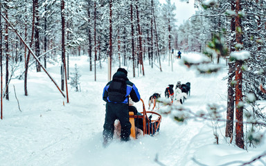 Man with Husky family dog sled in winter Rovaniemi of Finland of Lapland. People and Dogsled ride in Norway. Animal Sledding on Finnish farm, Christmas. Sleigh. Safari on sledge and Alaska landscape.