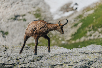 Chamois, Rupicapra rupicapra, on the green grass alpine meadow and rocky boulders. Wildlife animal...