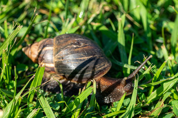 Giant African Snail (Achatina fulica) Entebbe, Uganda