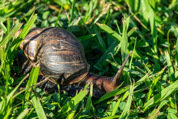 Giant African Snail (Achatina fulica) Entebbe, Uganda