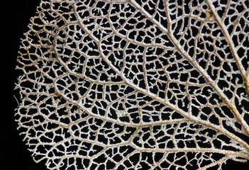 Macro detail of the veins a Lacecap hydrangea 