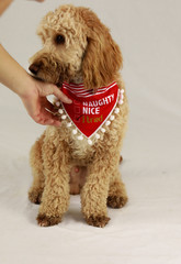 naughty nice dog