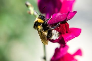 a bumblebee on a red flower collects pollen and nectar eagerly enters the flower insect Full frame zoom