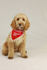 naughty nice dog