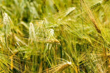 Ladakh, India - Aug 20 2019 - Wheat field at Likir Village in Ladakh, Jammu and Kashmir, India.