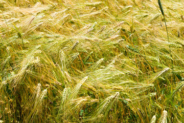 Ladakh, India - Aug 20 2019 - Wheat field at Likir Village in Ladakh, Jammu and Kashmir, India.