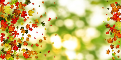 Fototapeta na wymiar Autumn leaf pattern. Season falling leaves background. Thanksgiving concept