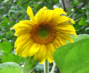 Sunflower