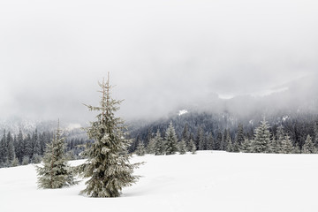 Christmas trees in the mountains