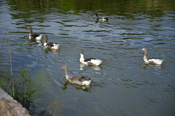 Ducks