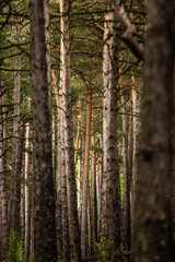 Pine trees forest, located near Lake Engolasters, in the Encamp parish of Andorra, is a lake formed in a glacial depression. It is located close to Andorra La Vella, the capital of Andorra.