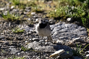 Mountain bird on landscape garden
