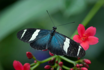 Butterfly on a flower at Butterfly Conservatory in Niagara Falls, Ontario