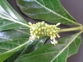 Noni or Morinda Citrifolia fruits and green leaf isolated on white background (Rubiaceae Noni, ahitian Noni,great morinda, indian mulberry, beach mulberry, cheese fruit, Gentianales). Herbal medicine