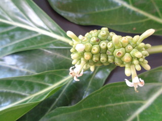 Noni or Morinda Citrifolia fruits and green leaf isolated on white background (Rubiaceae Noni, ahitian Noni,great morinda, indian mulberry, beach mulberry, cheese fruit, Gentianales). Herbal medicine