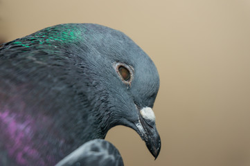 The head of a blind gray dove closeup. Difficulties of survival in nature.