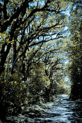 Scenic path surrounded by  trees in Monteverde Reserve, Costa Rica