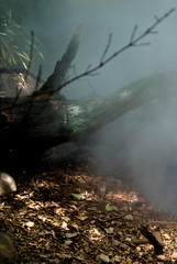 Rainforest with steam from volcanic fumaroles Rincon de la Vieja National Park, Costa Rica