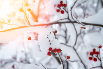 Branch of red rowan smothered with a fall of snow. Winter landscape background